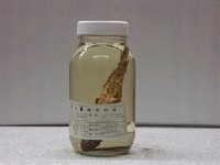 藏品(玳瑁石斑魚)的圖片